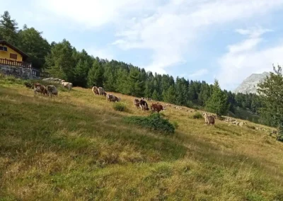 Immagine della valle con mucche che pascolano
