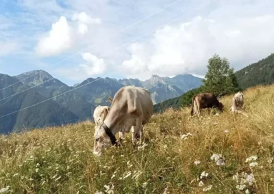 Vista di una parte della valle con in sottofondo delle mucche che pascolano